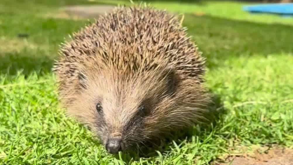 Tiggywinkles Wildlife Hospital Visitor Centre