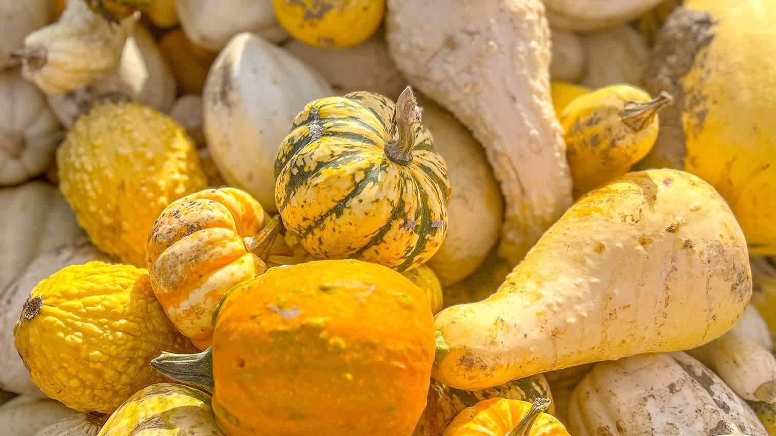 The Pumpkin Patch Colchester - Photo