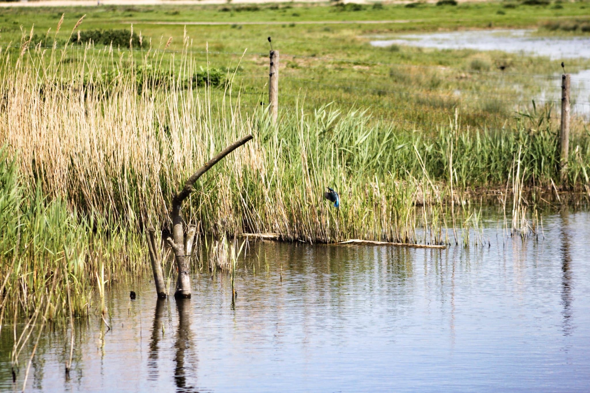 Rainham Marshes - Photo 1