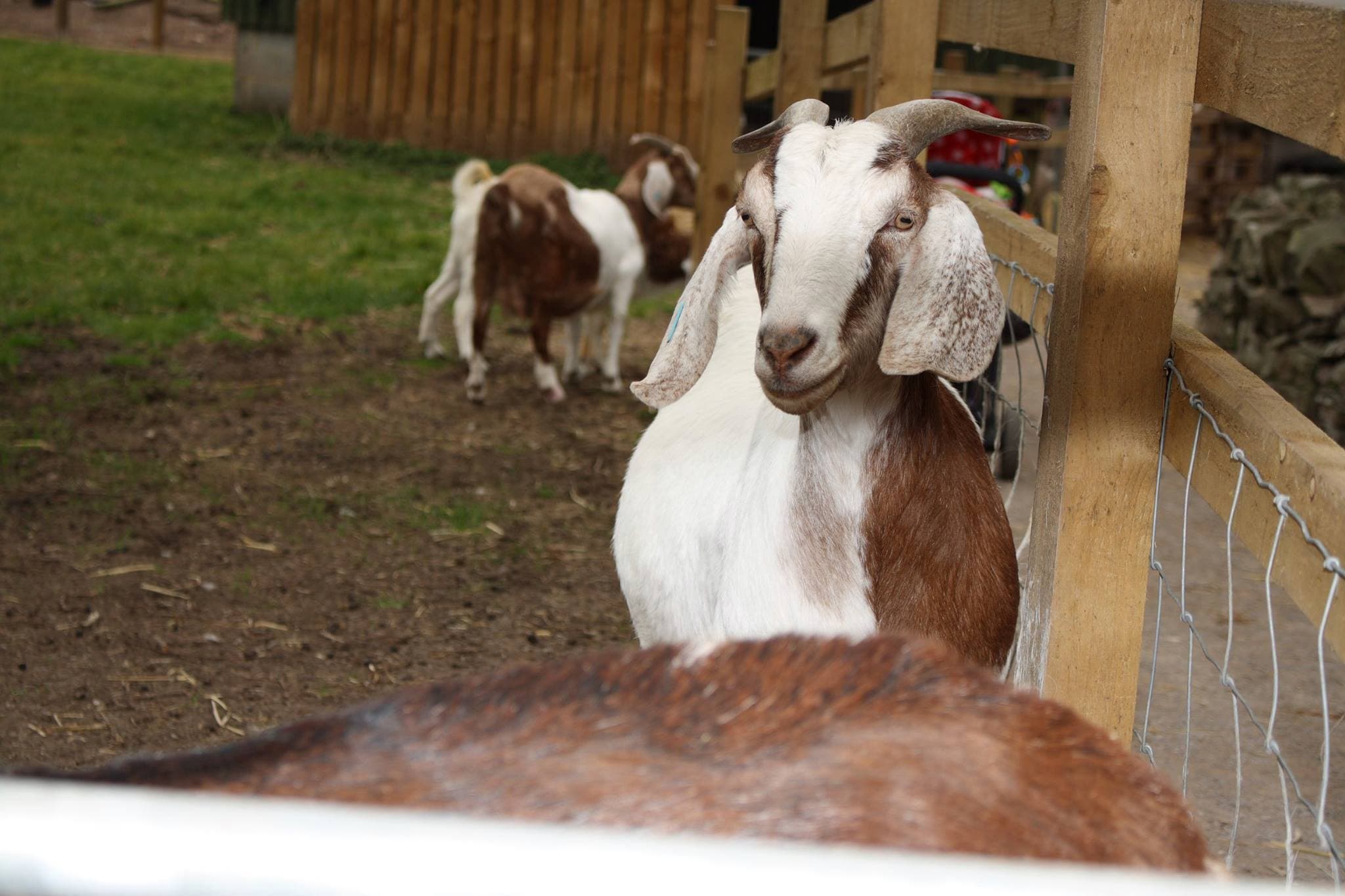 Windmill Hill City Farm