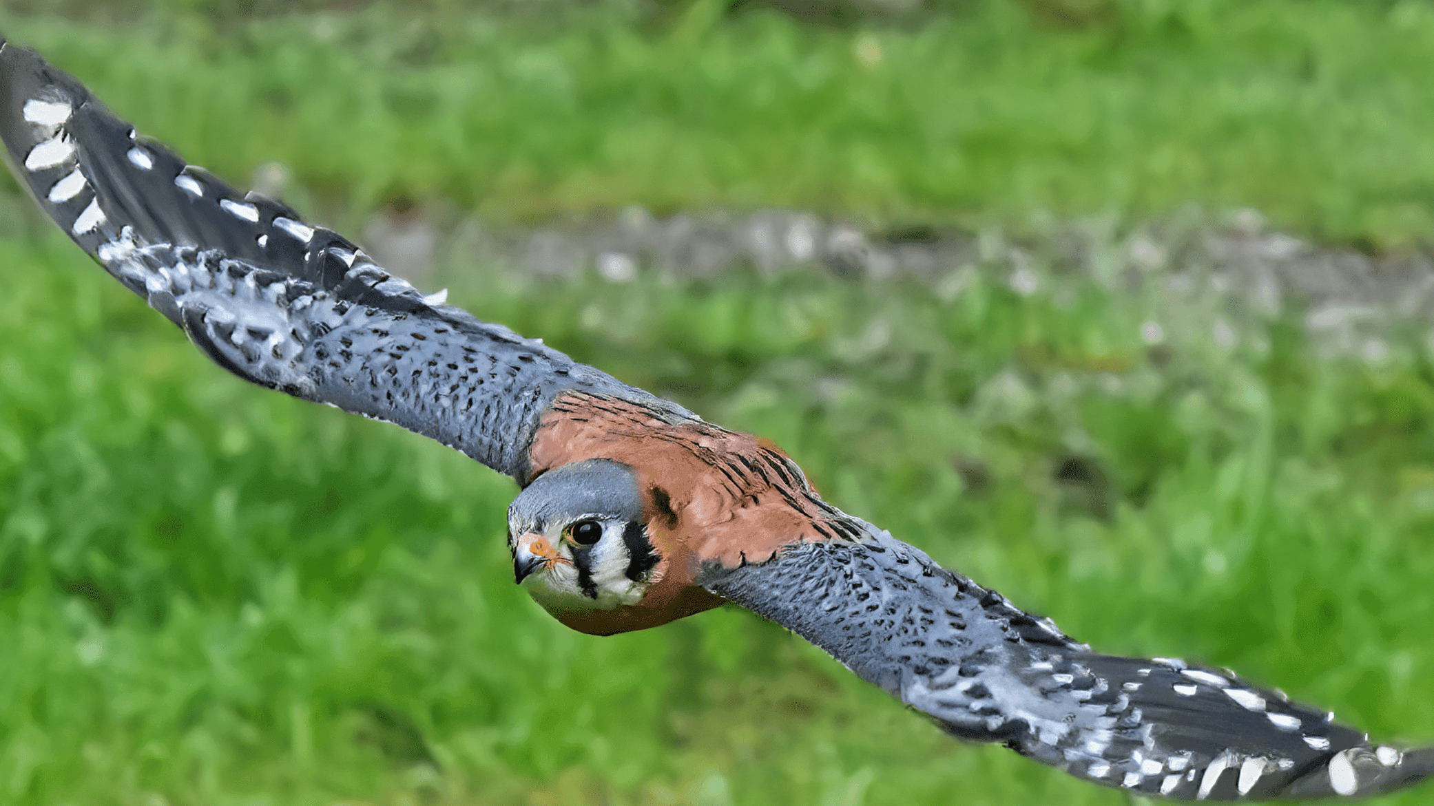 Loch Lomond Bird Of Prey Centre - Photo