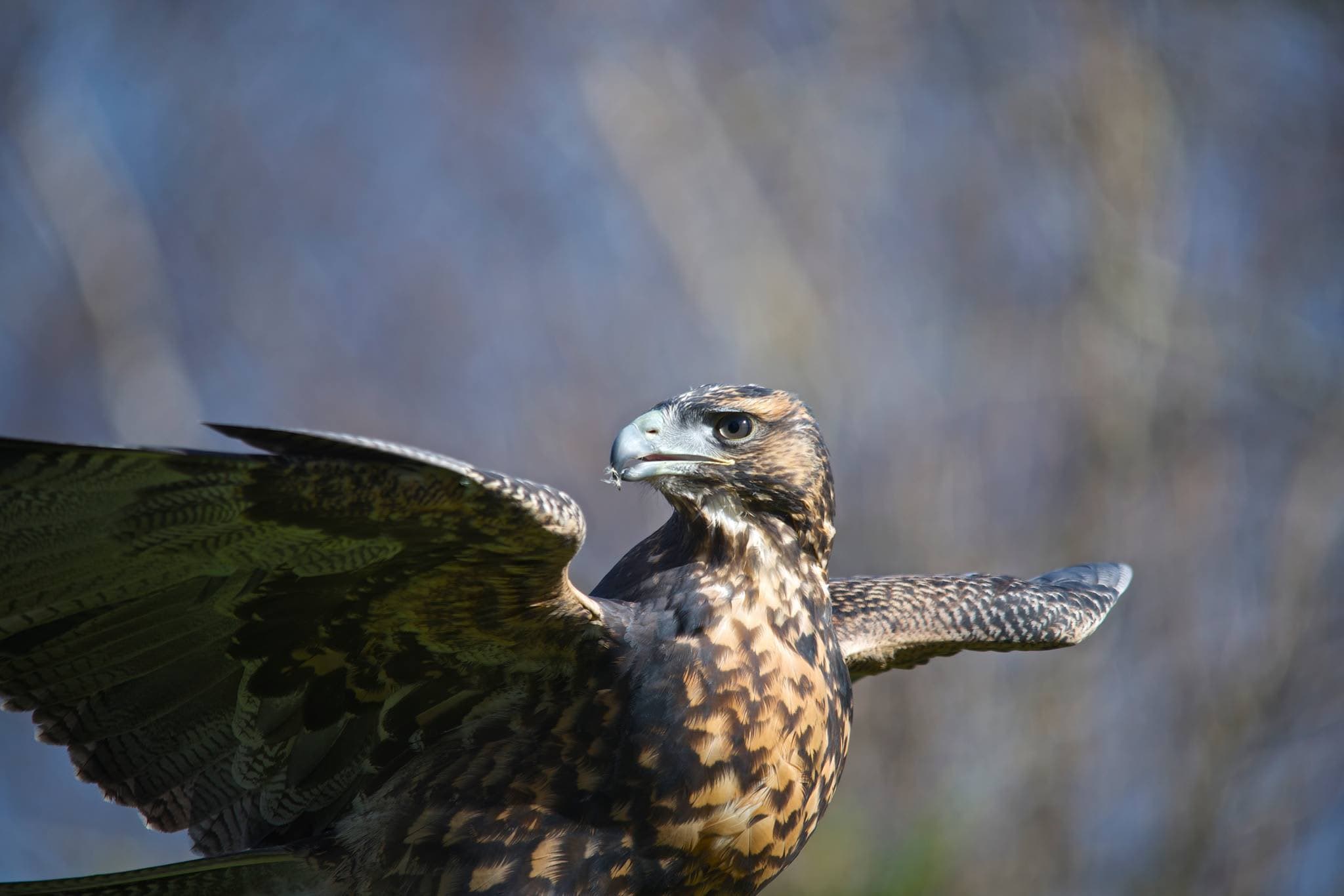 Liberty's Owl, Raptor And Reptile Centre - Photo