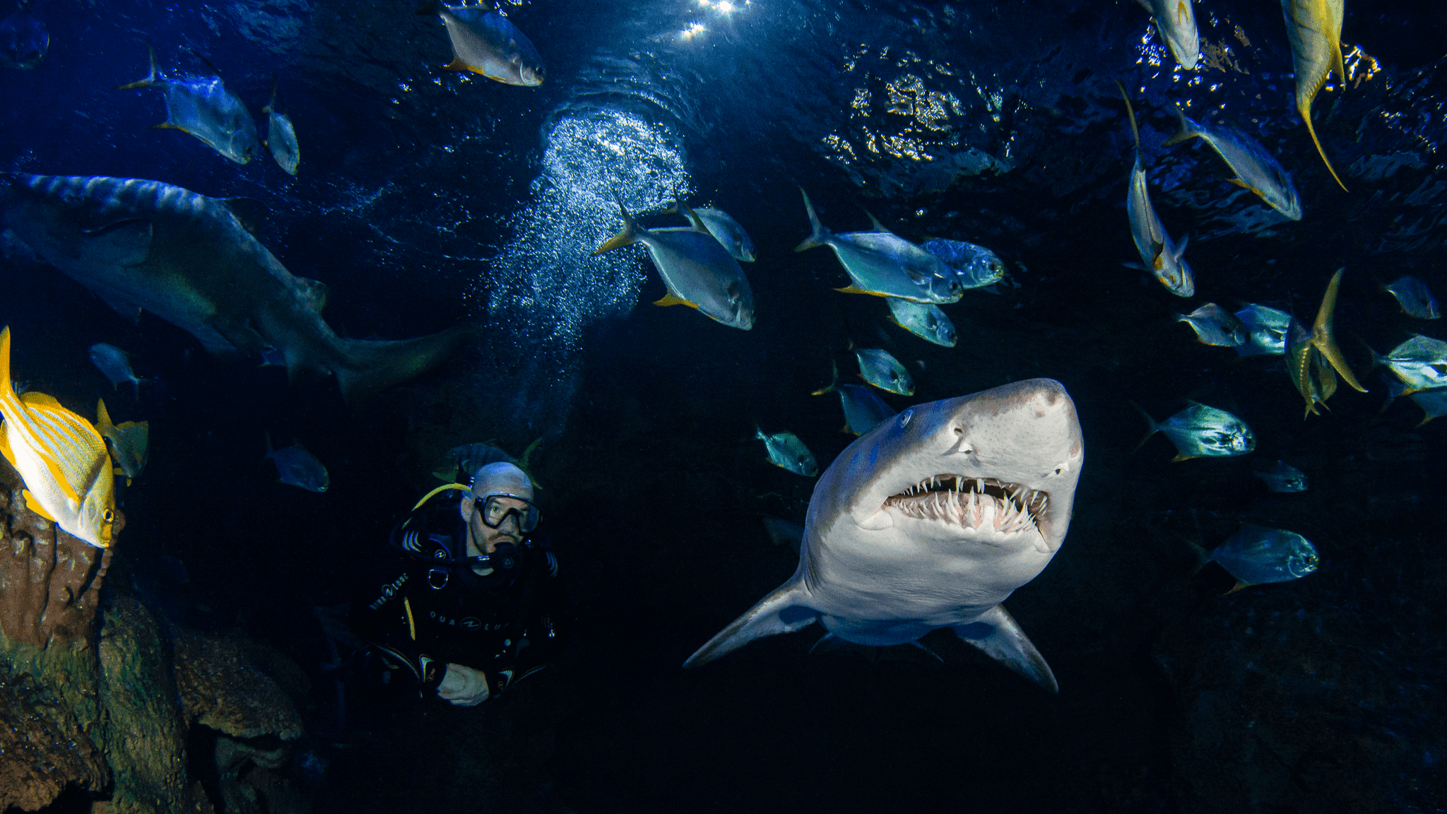 Blue Planet Aquarium