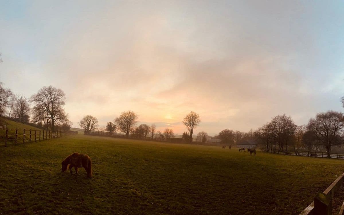 Ferne Animal Sanctuary - Photo