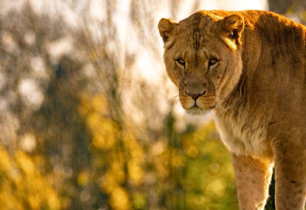 Blair Drummond Safari and Adventure Park