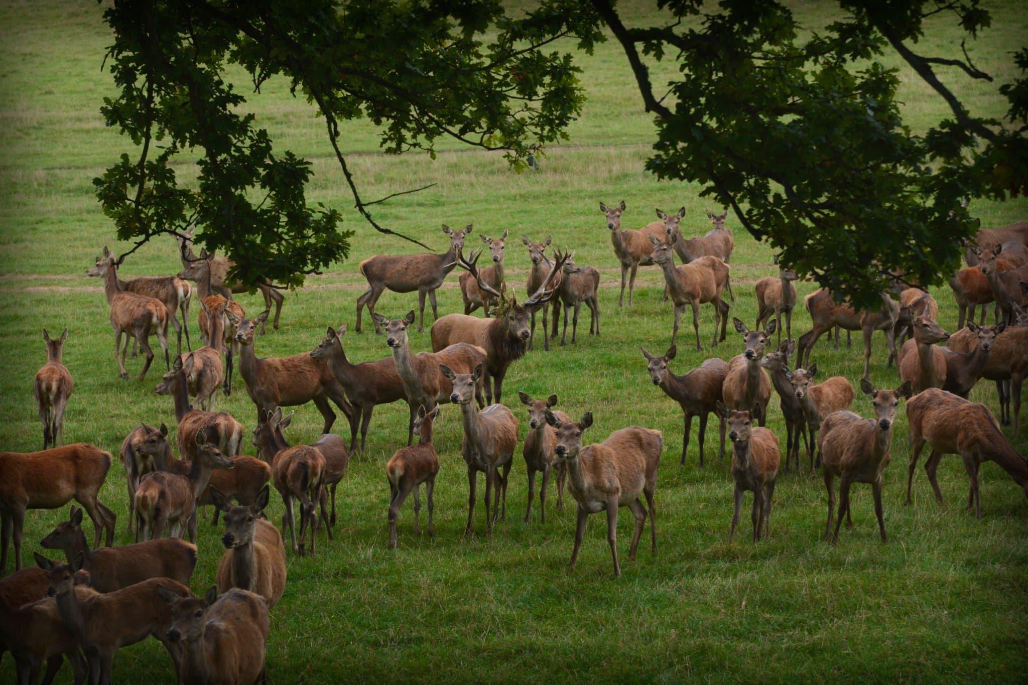 Bucklebury Farm Park