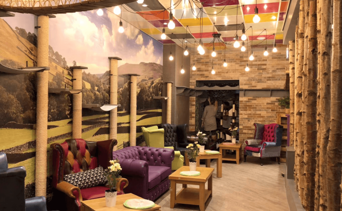 Kitty Cafe Leeds - Photo