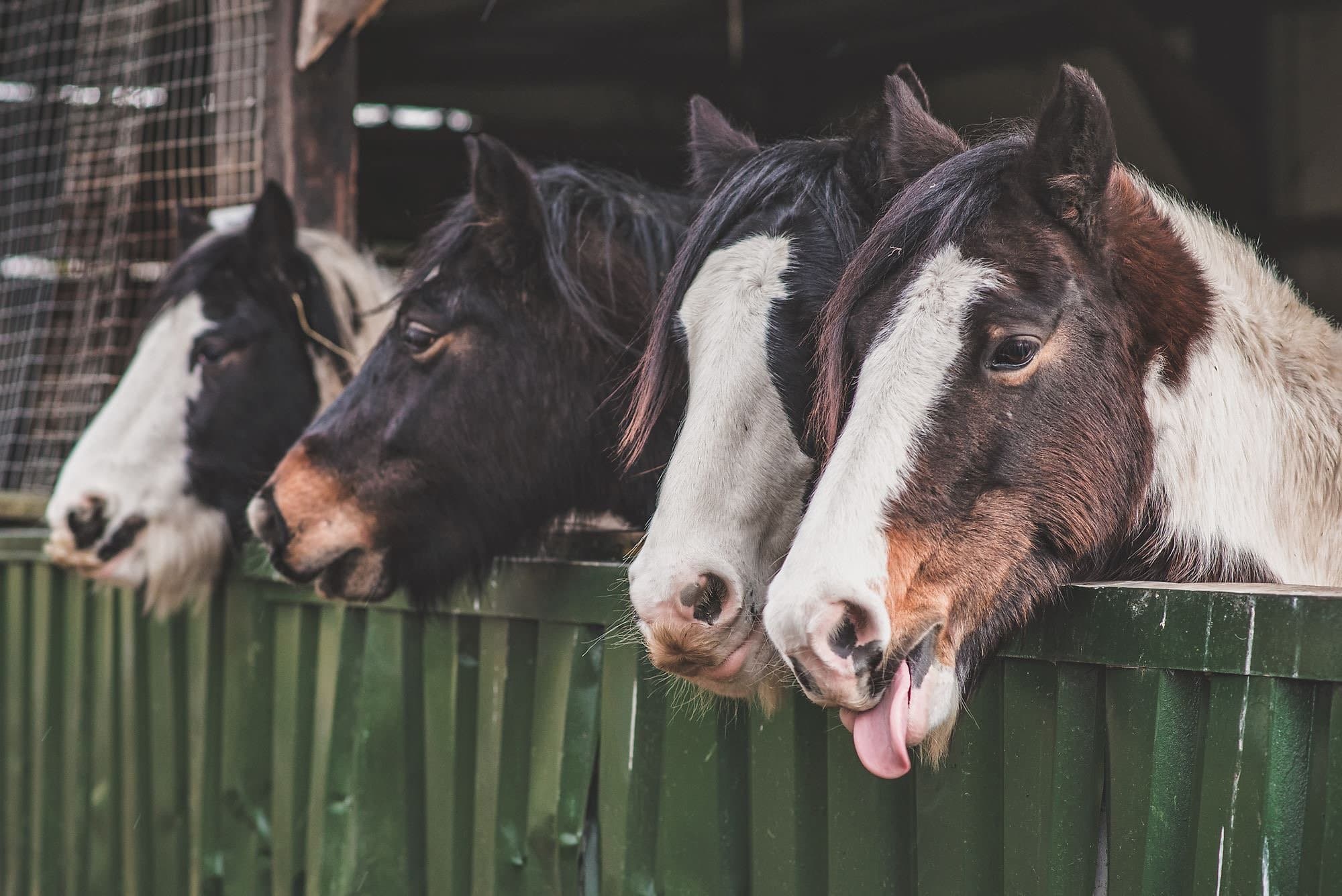 Lancaster Park & Animal Farm - Photo