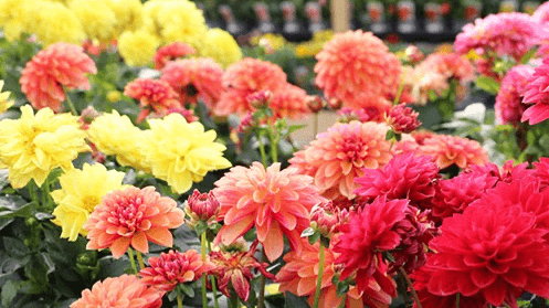 Squires Garden Centre (Wokingham) - Photo