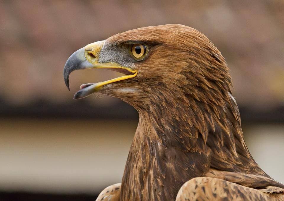 Yaraks Bird of Prey - Photo 1