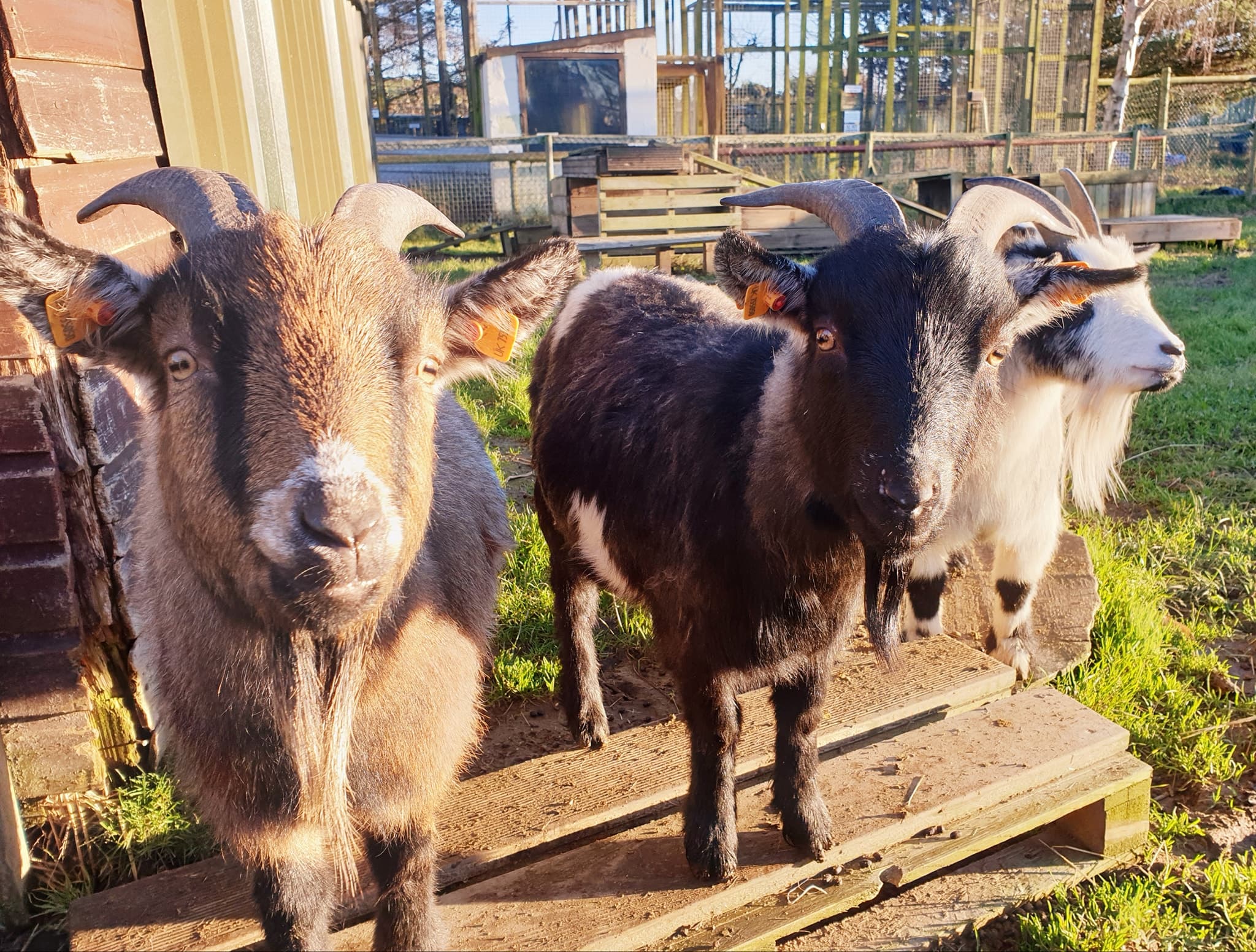 Borth Animalarium