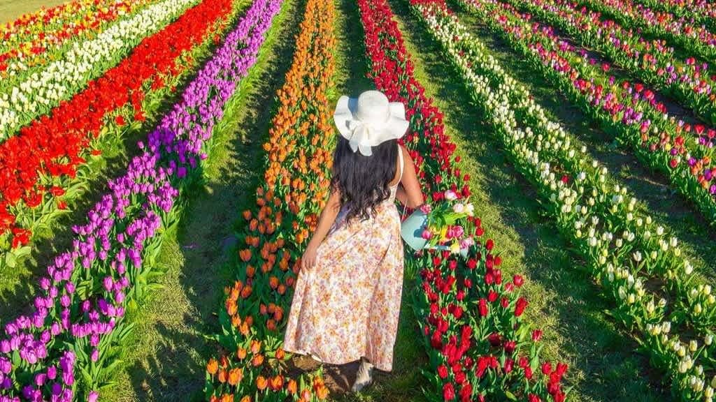 Tulleys Tulip Gardens