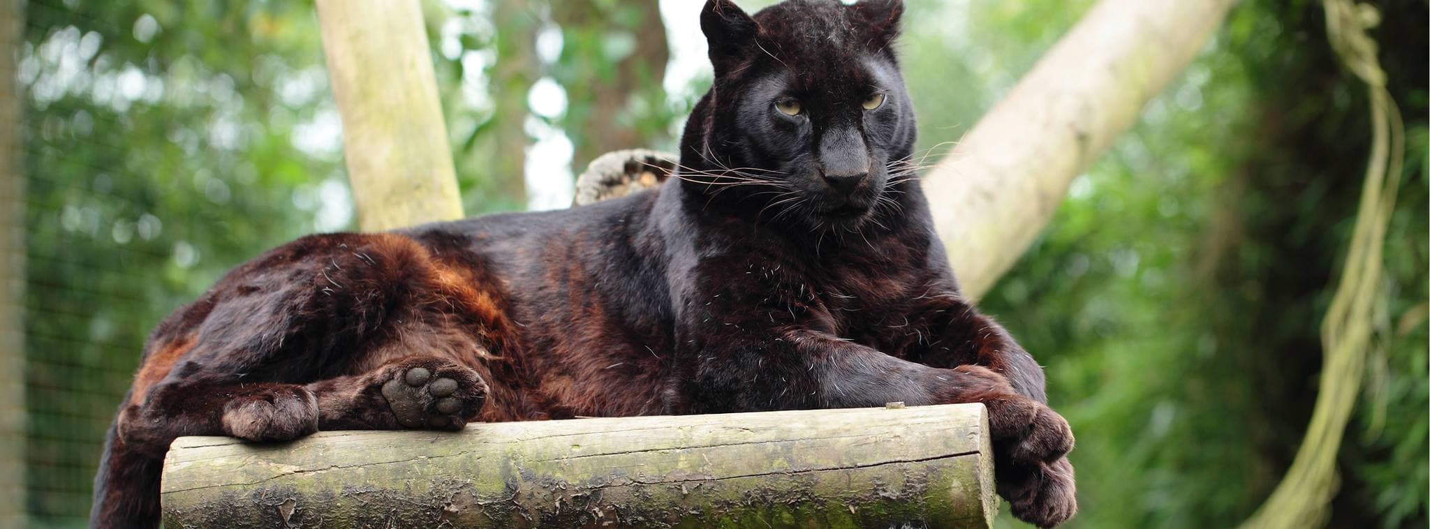 Exmoor Zoo