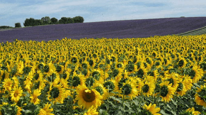 Hitchin Lavender - Photo