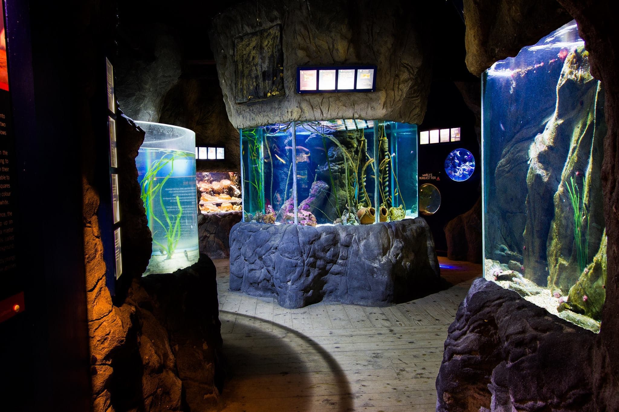 Blue Reef Aquarium Newquay - Photo