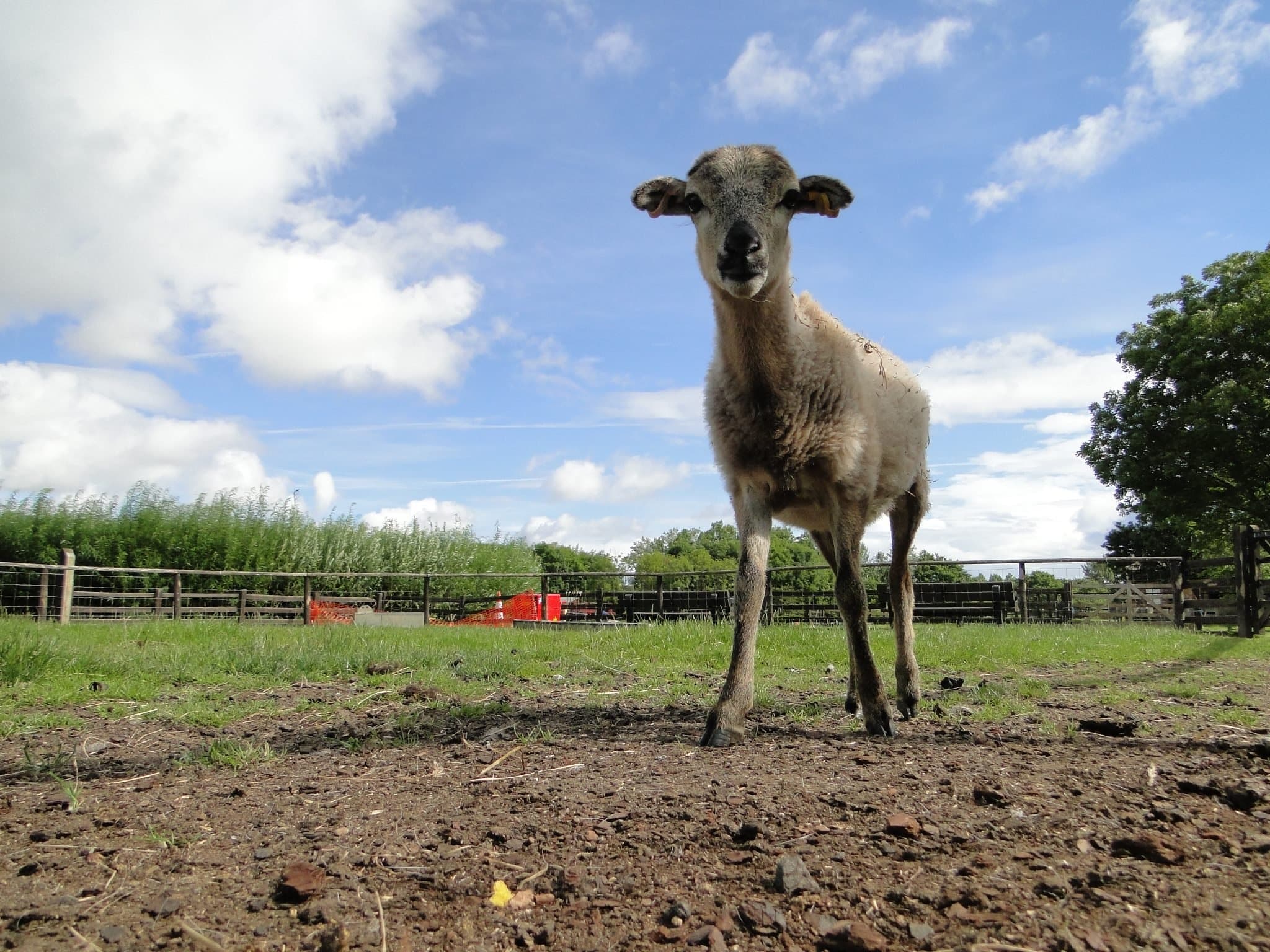 Newham Grange Country Farm - Photo