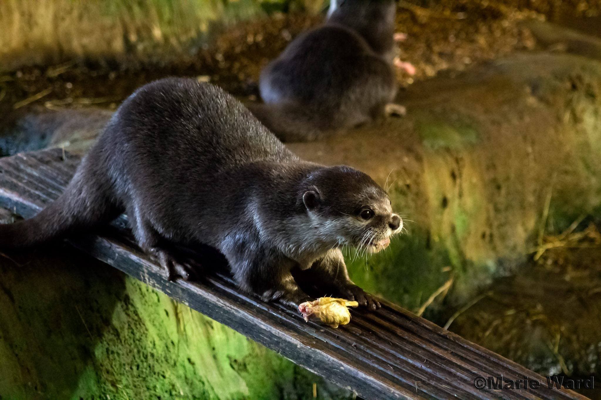 Blue Reef Aquarium Portsmouth - Photo