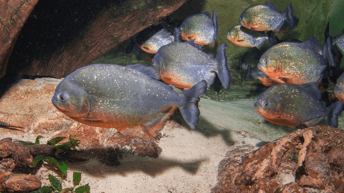 Blue Planet Aquarium - Photo