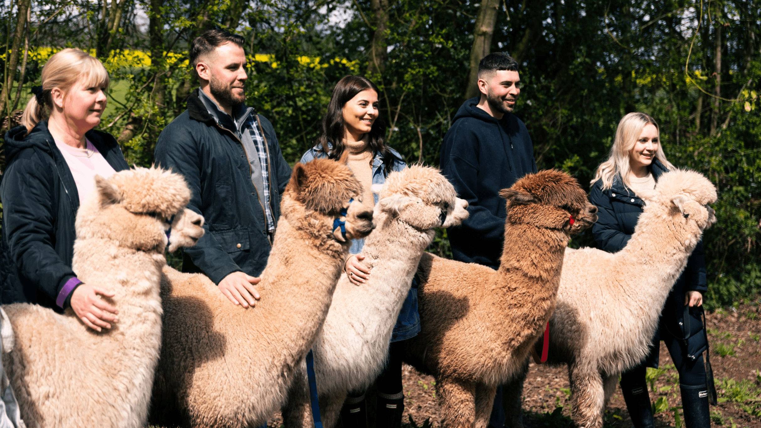 Vallets Farm Barn Alpaca Walks