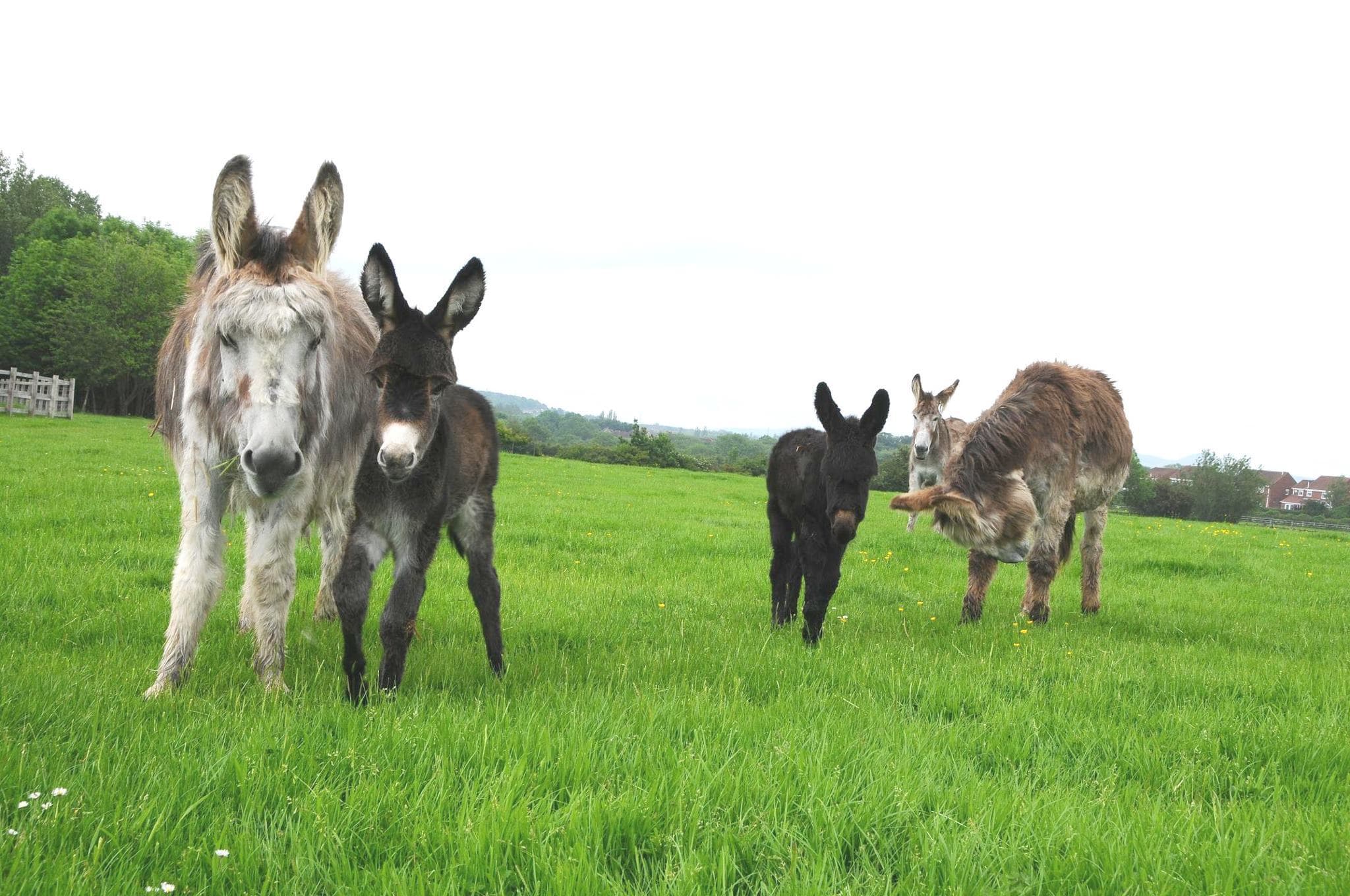 Newham Grange Country Farm - Photo