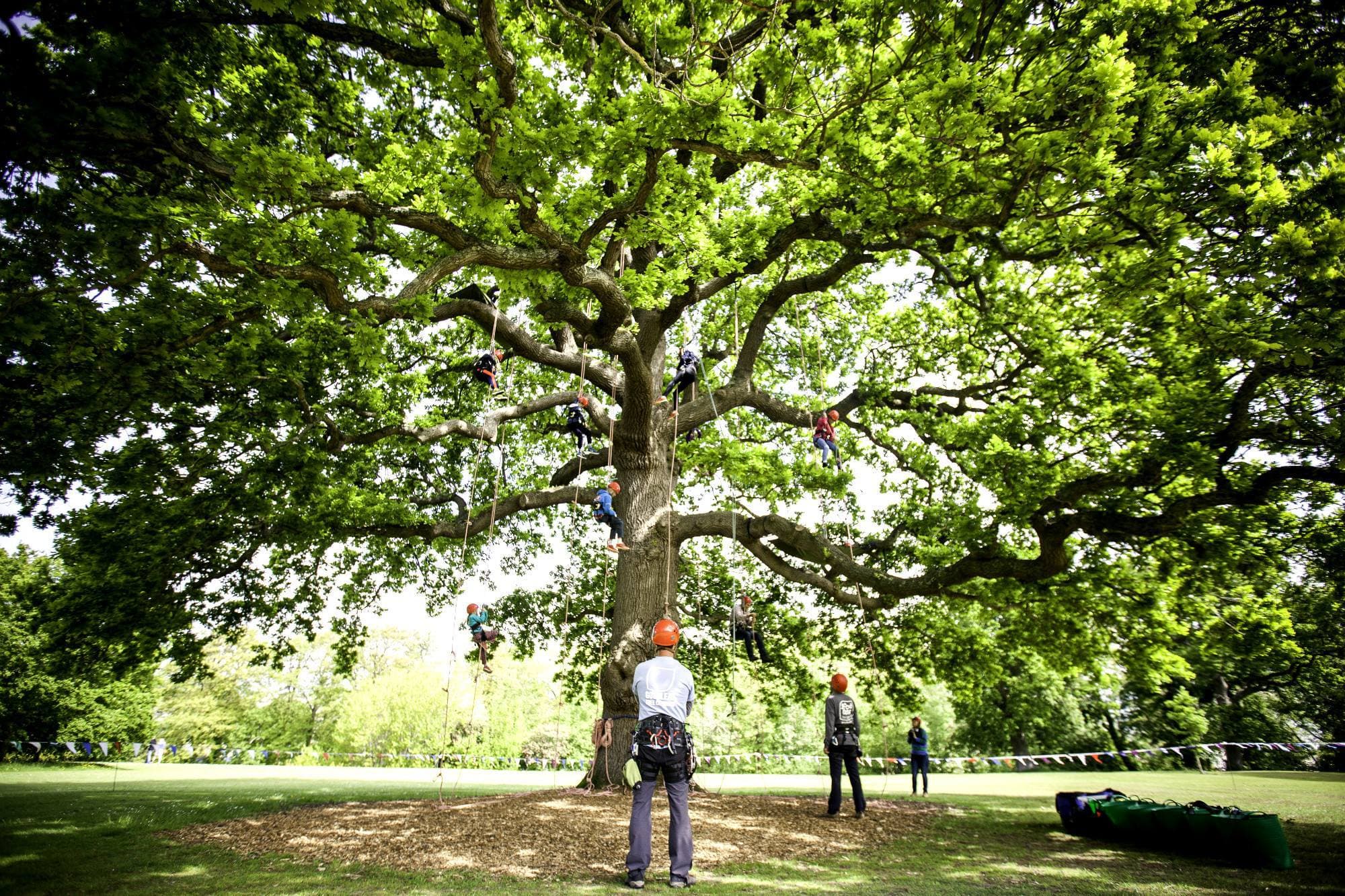 Goodleaf Tree Climbing