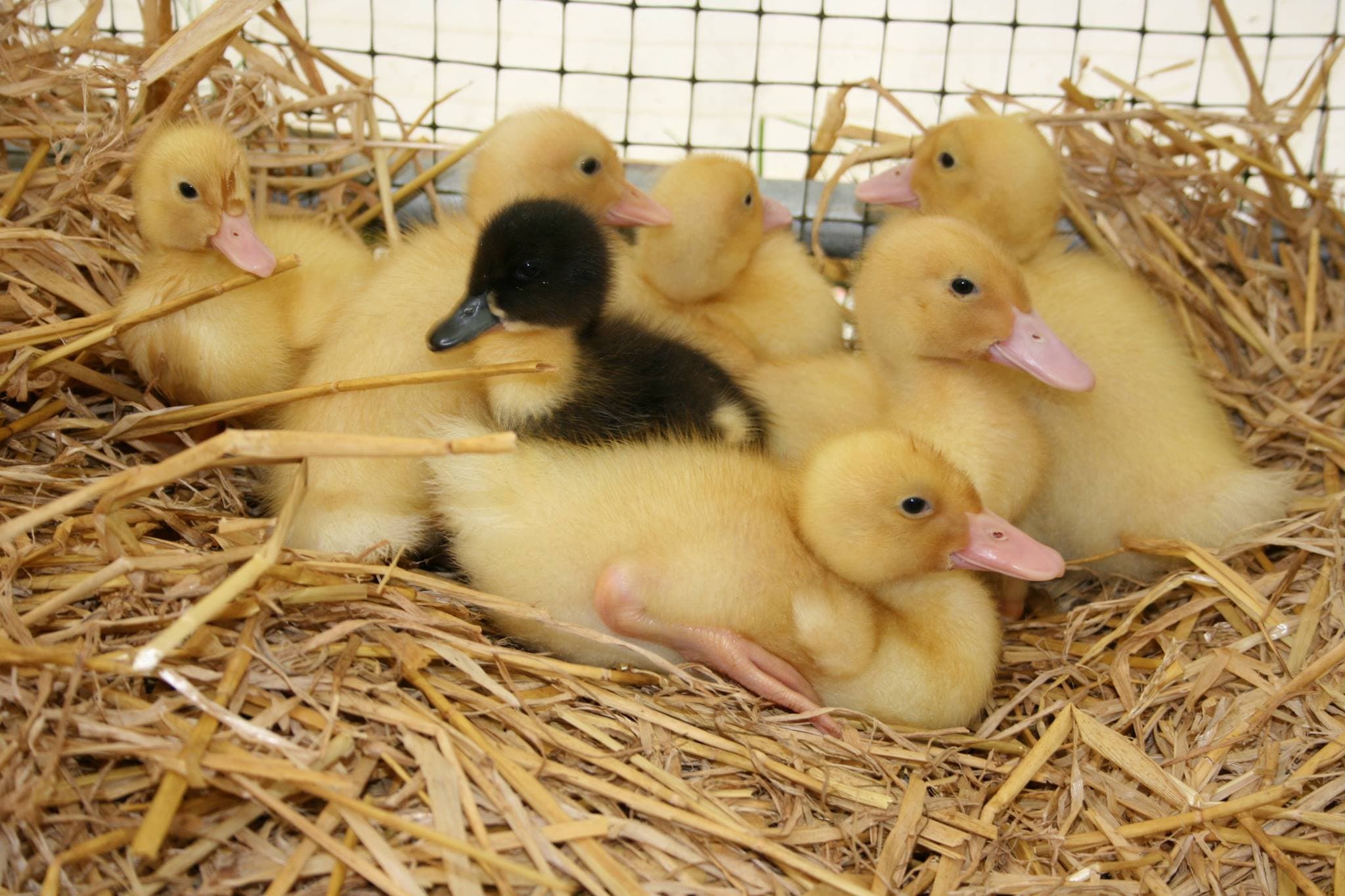 Longdown Activity Farm - Photo