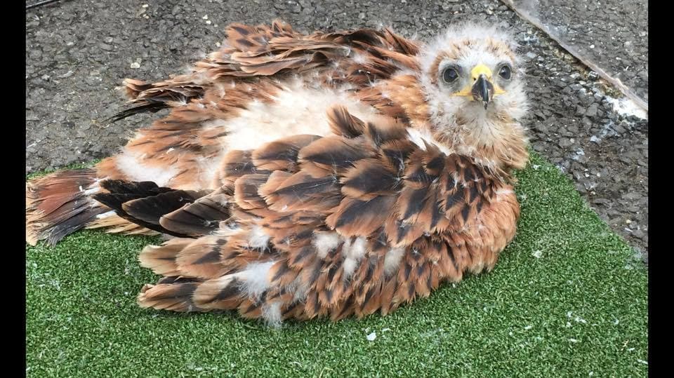 Kielder Water Bird of Prey Centre