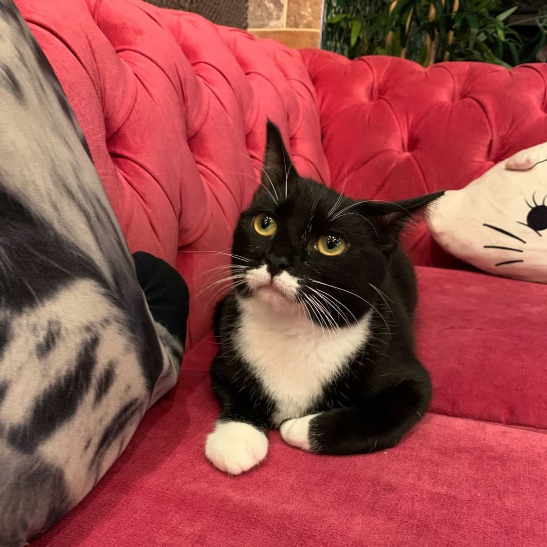 Kitty Cafe Leeds - Photo