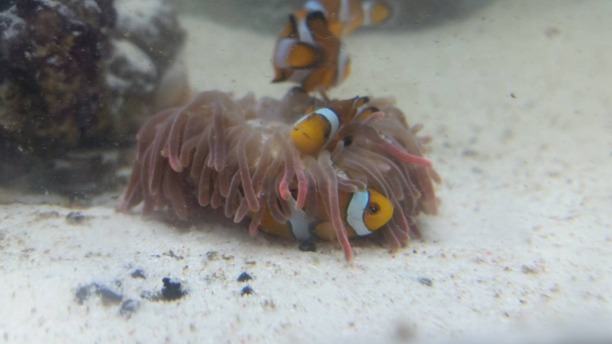 Sealife Adventure - Photo