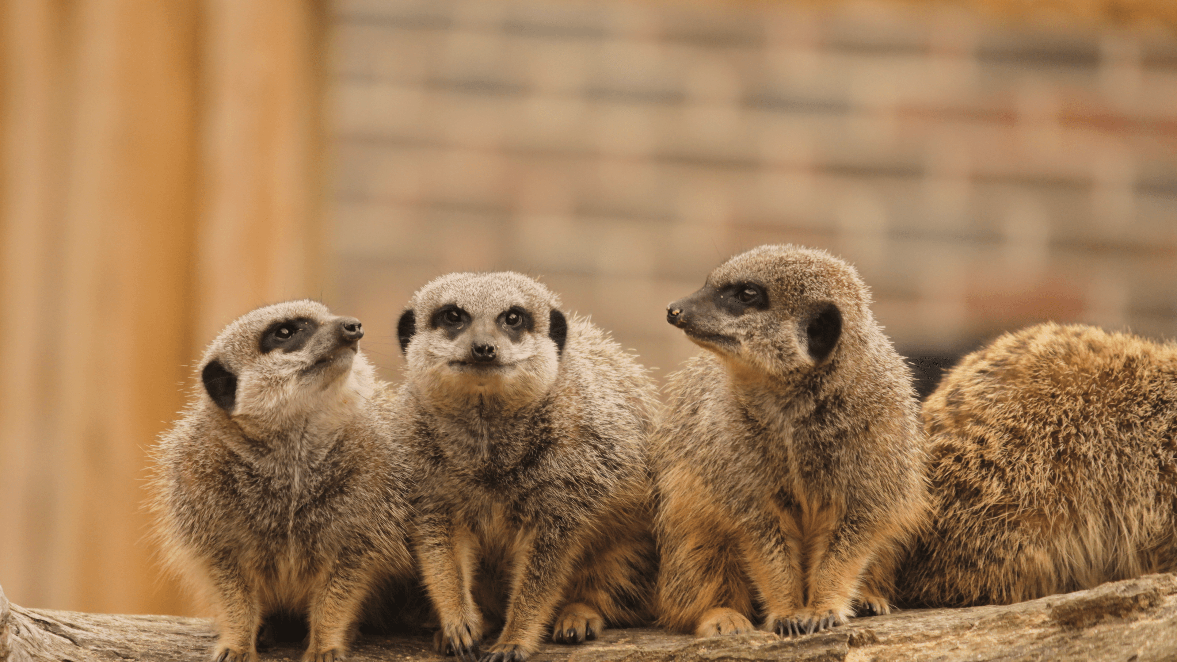 BCA Zoo - Photo