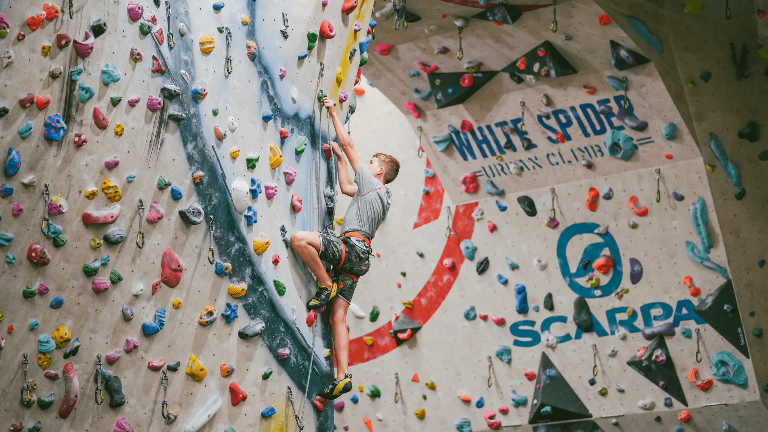 White Spider Climbing - Photo