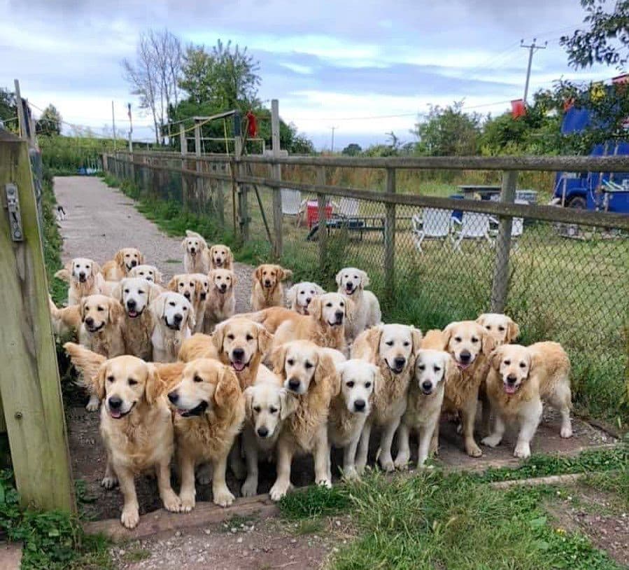The Golden Retriever Experience - Photo