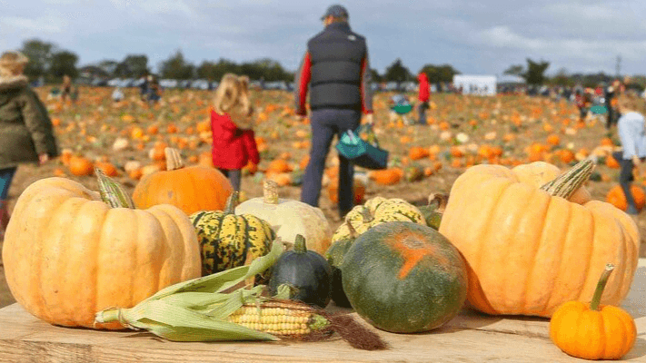Pumpkin Moon Farms - Photo 1