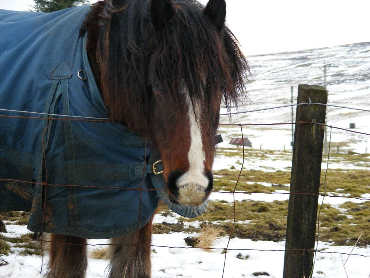 Only Foals and Horses Sanctuary