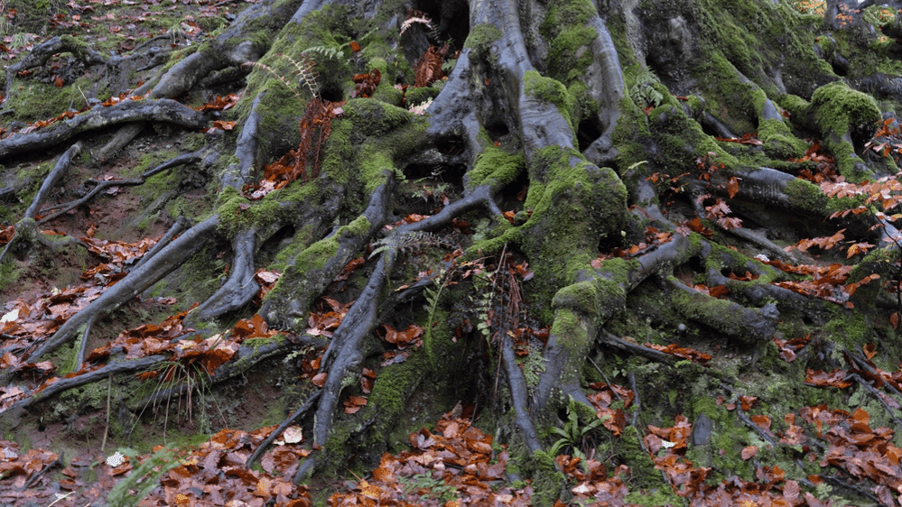Daisy Nook Country Park - Photo