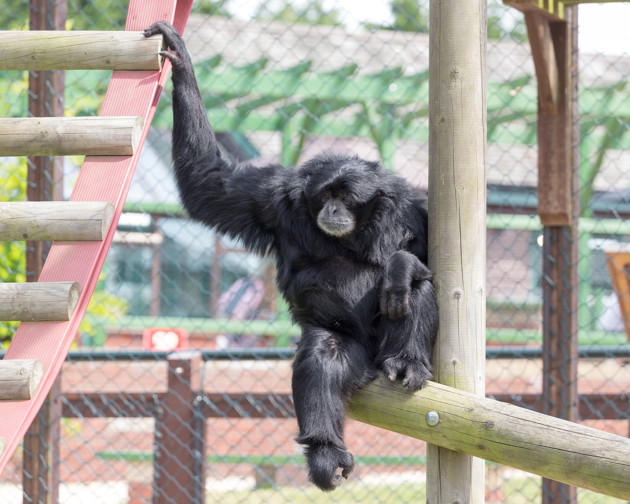 Monkey Haven - Photo