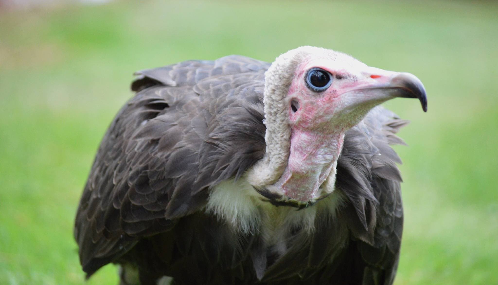Liberty's Owl, Raptor And Reptile Centre - Photo