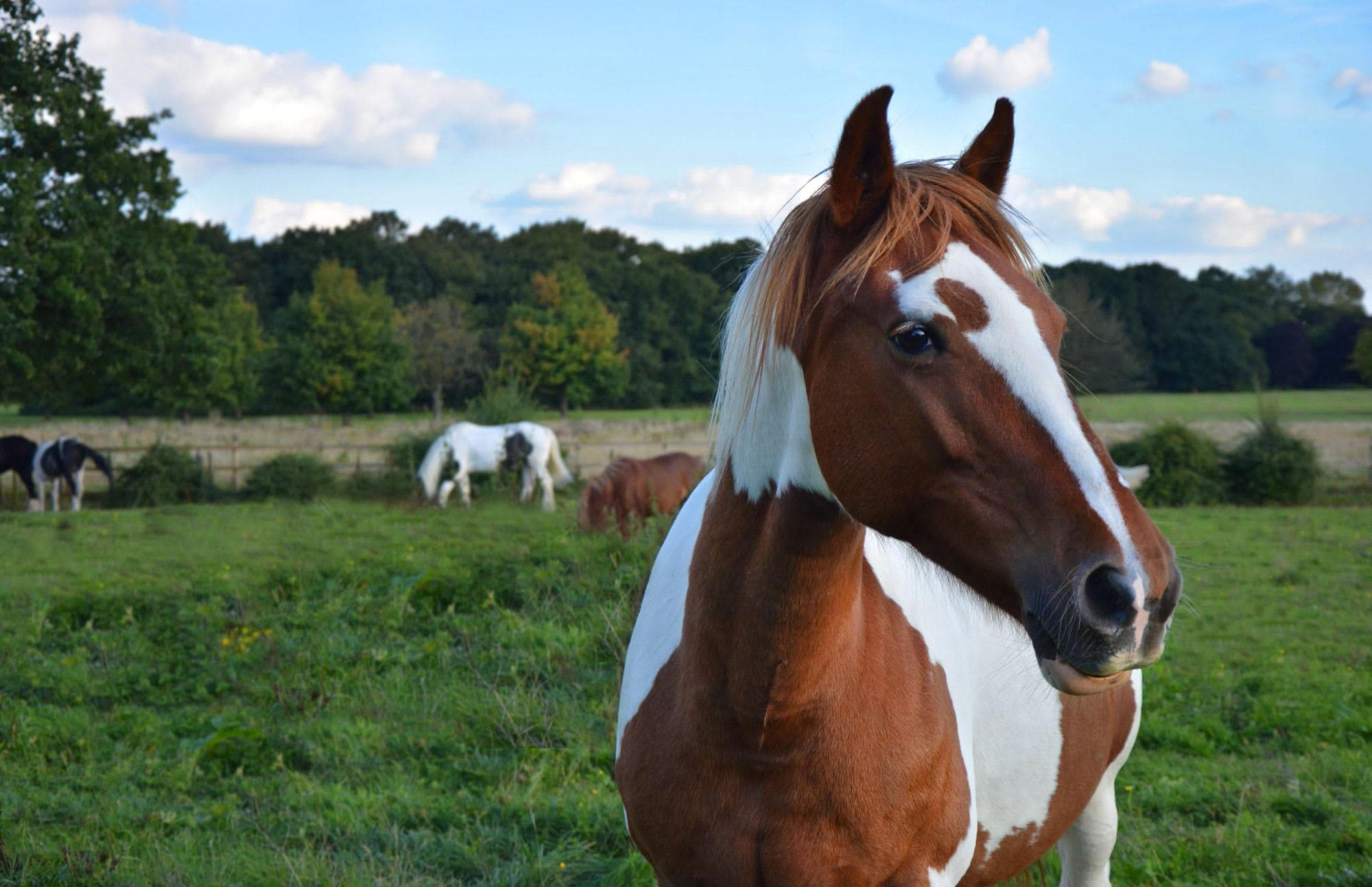 Wythenshawe Park Riding Stables - Photo 1