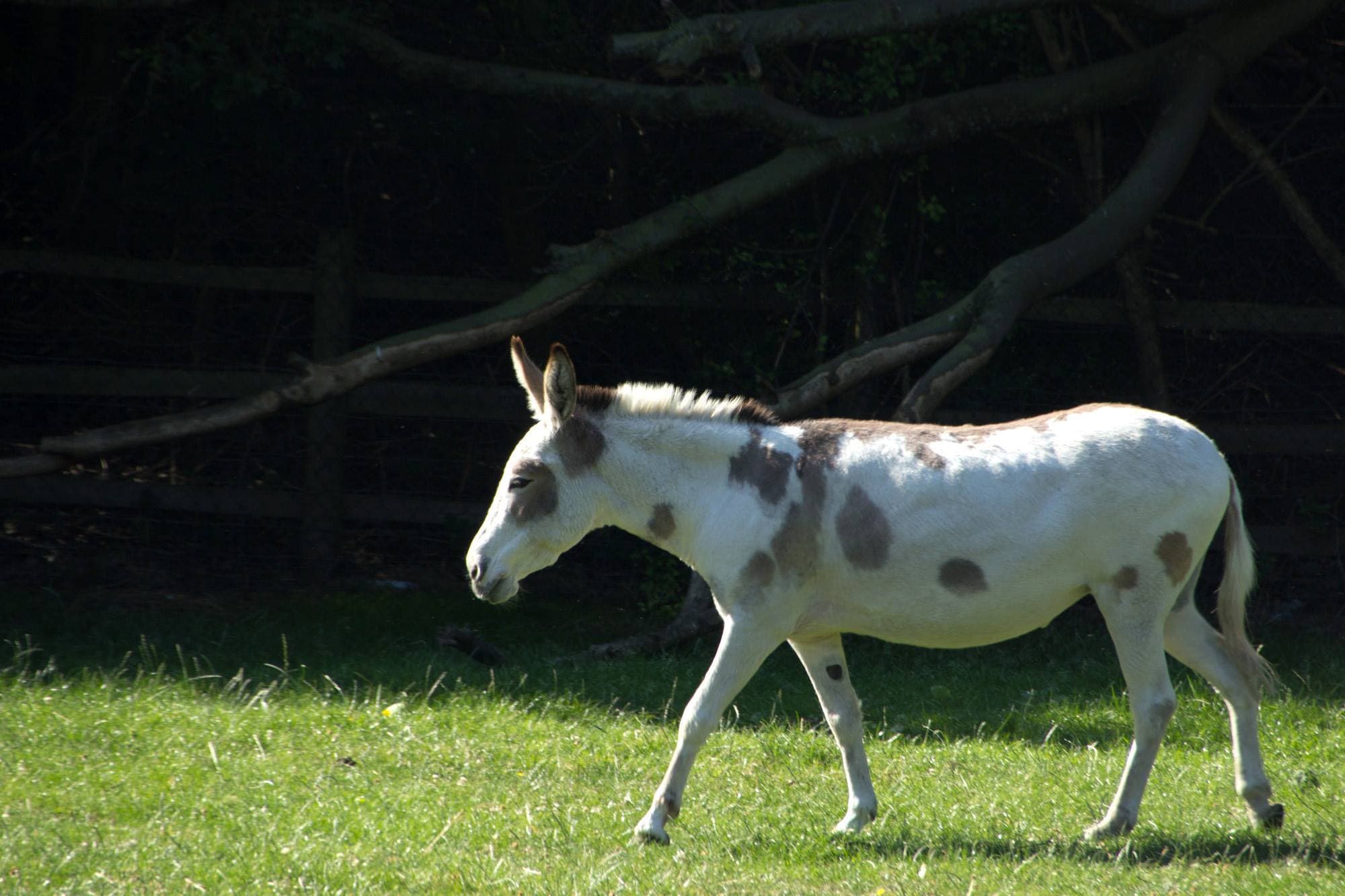 Mudchute Park and Farm - Photo