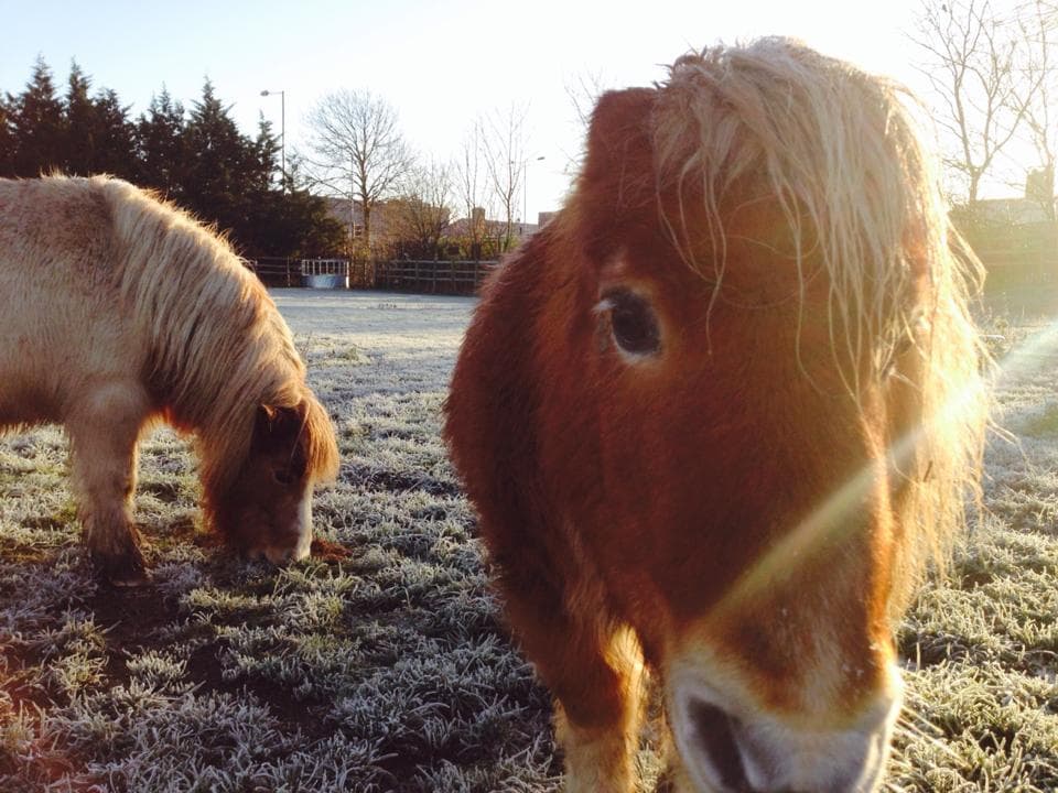 Hounslow Urban Farm
