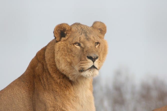 Five Sisters Zoo - Photo