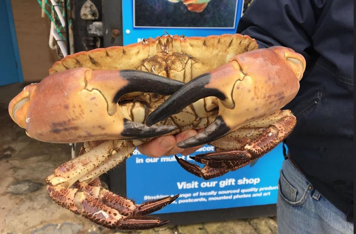 Lyme Regis Marine Aquarium - Photo