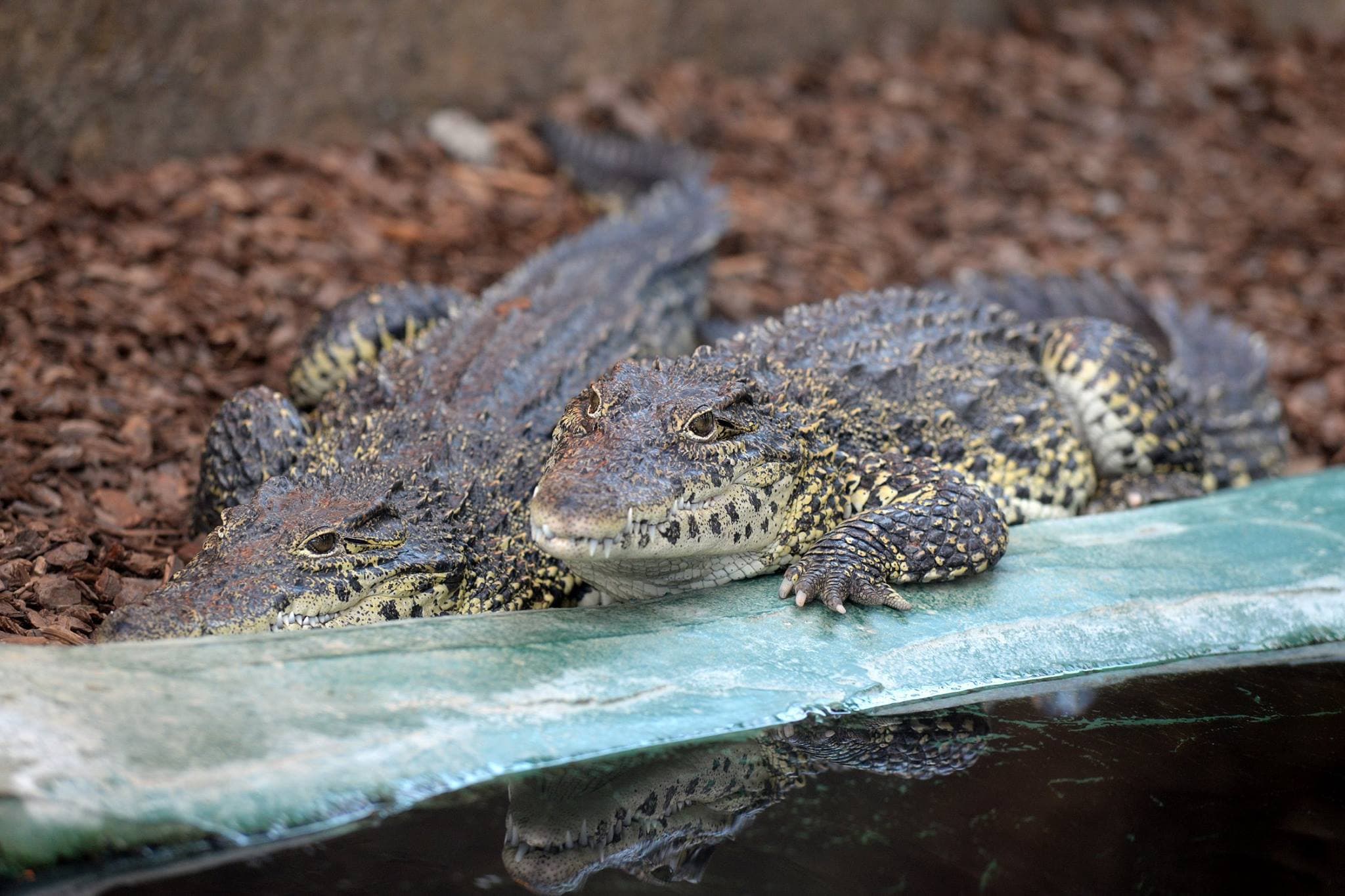Crocodiles of the World