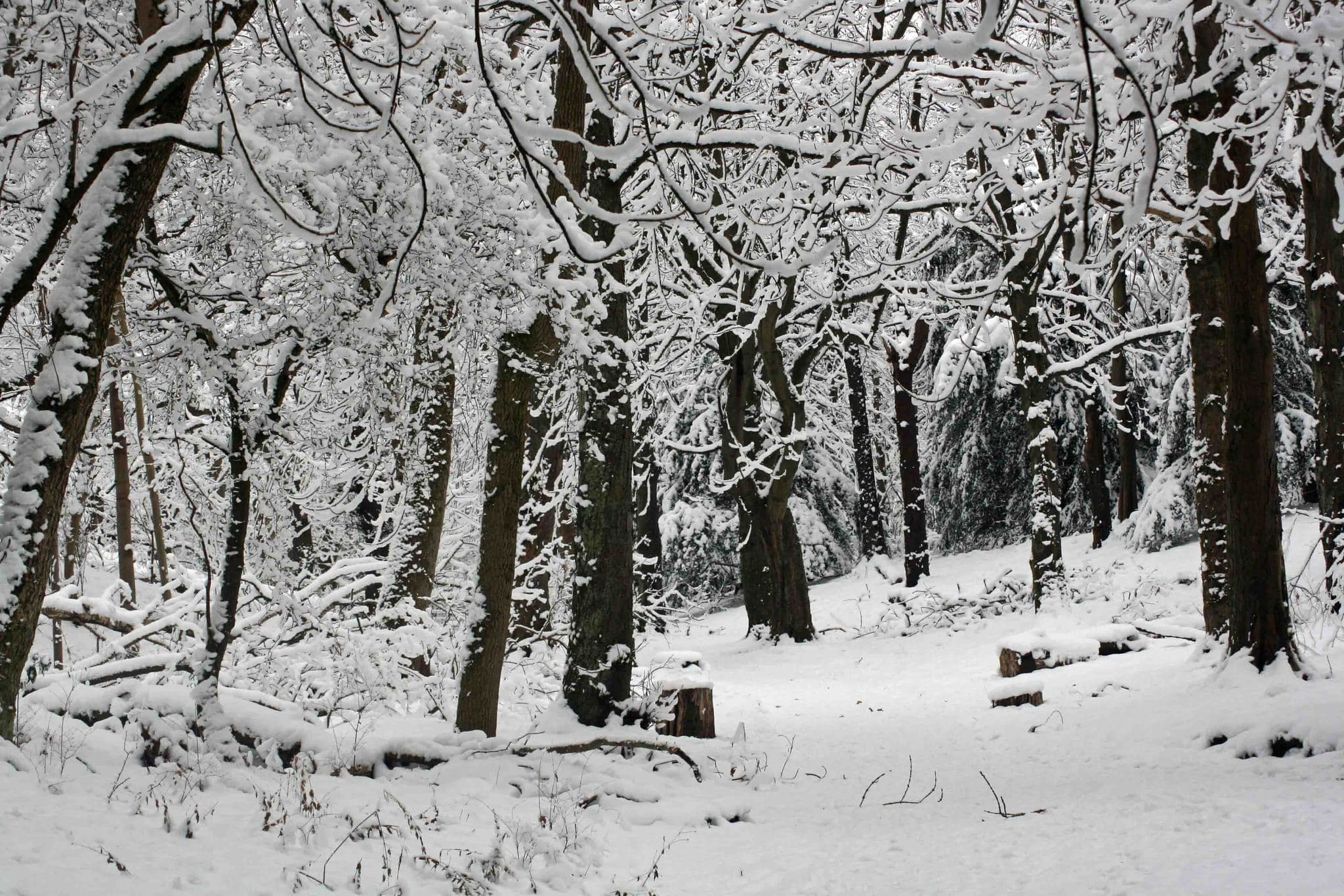 RSPB Scotland Barons Haugh Nature Reserve - Photo