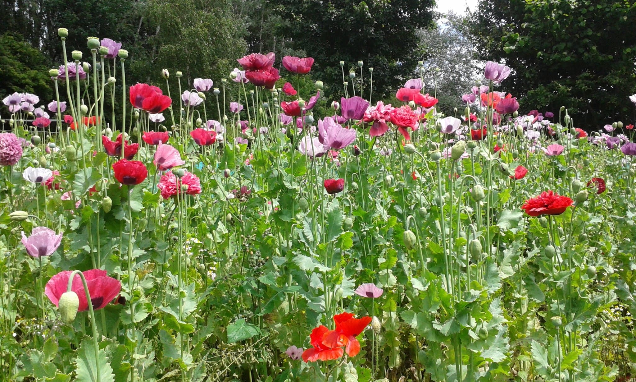 Meanwood Valley Urban Farm