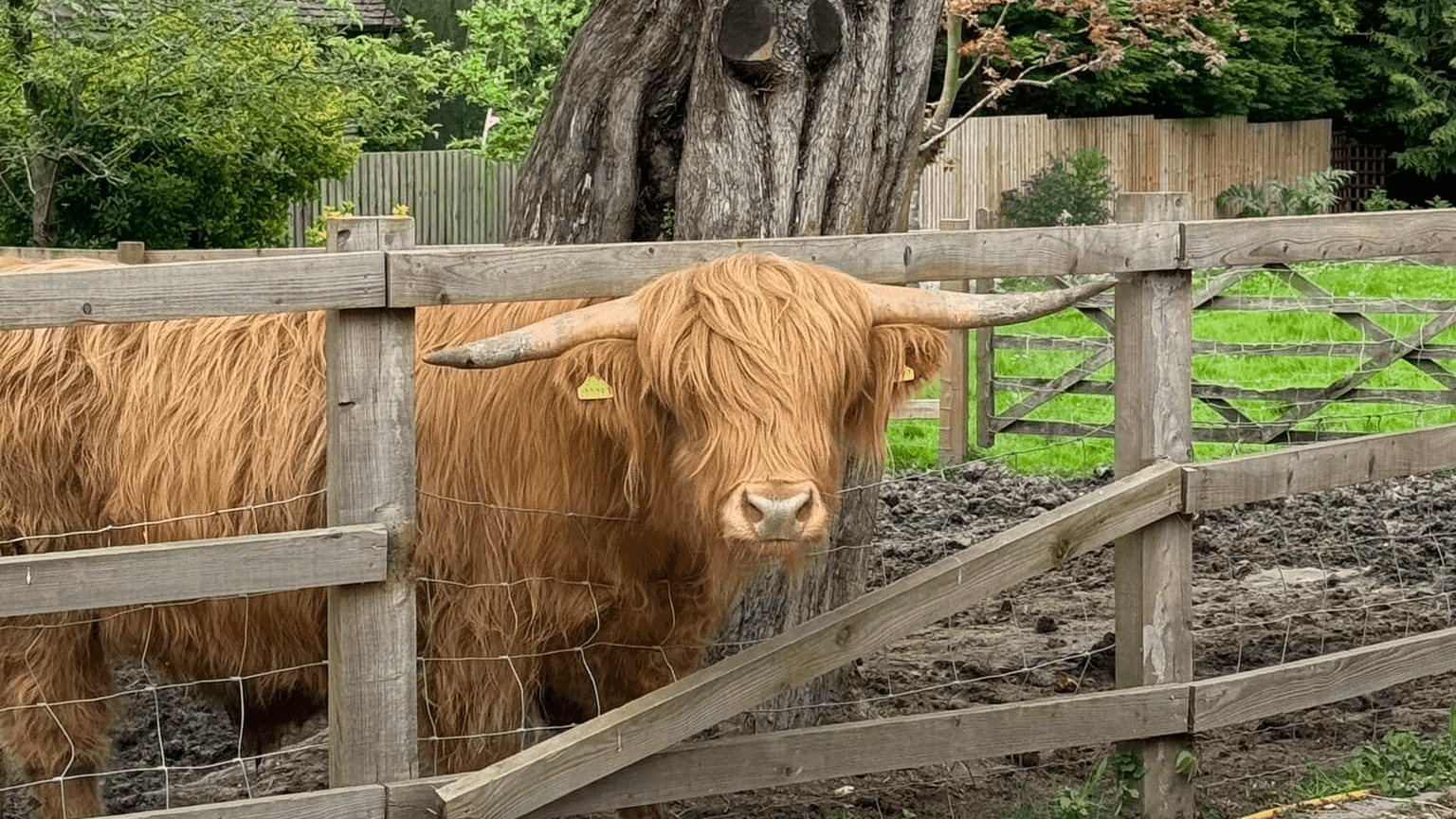 Highland Cow Cottage - Photo