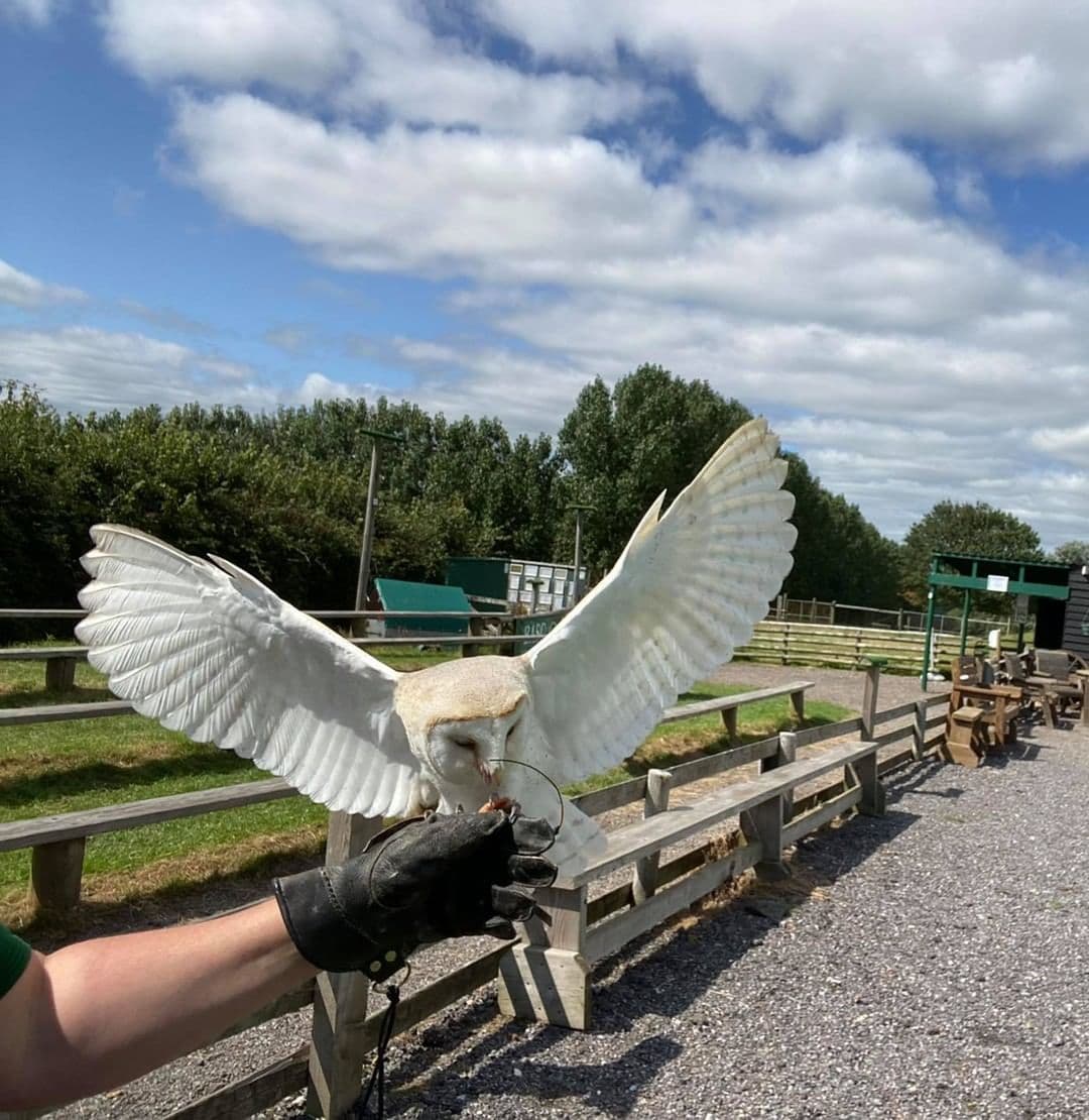 Hawkridge Bird of Prey Centre - Photo