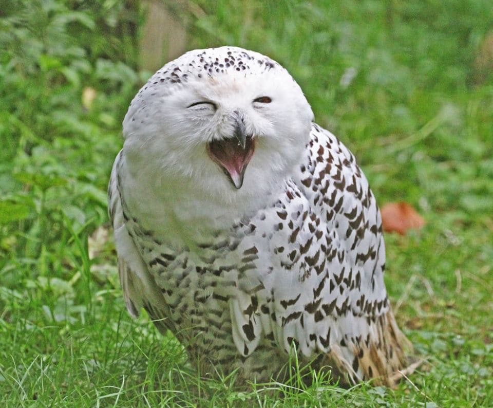 World of Owls - Photo