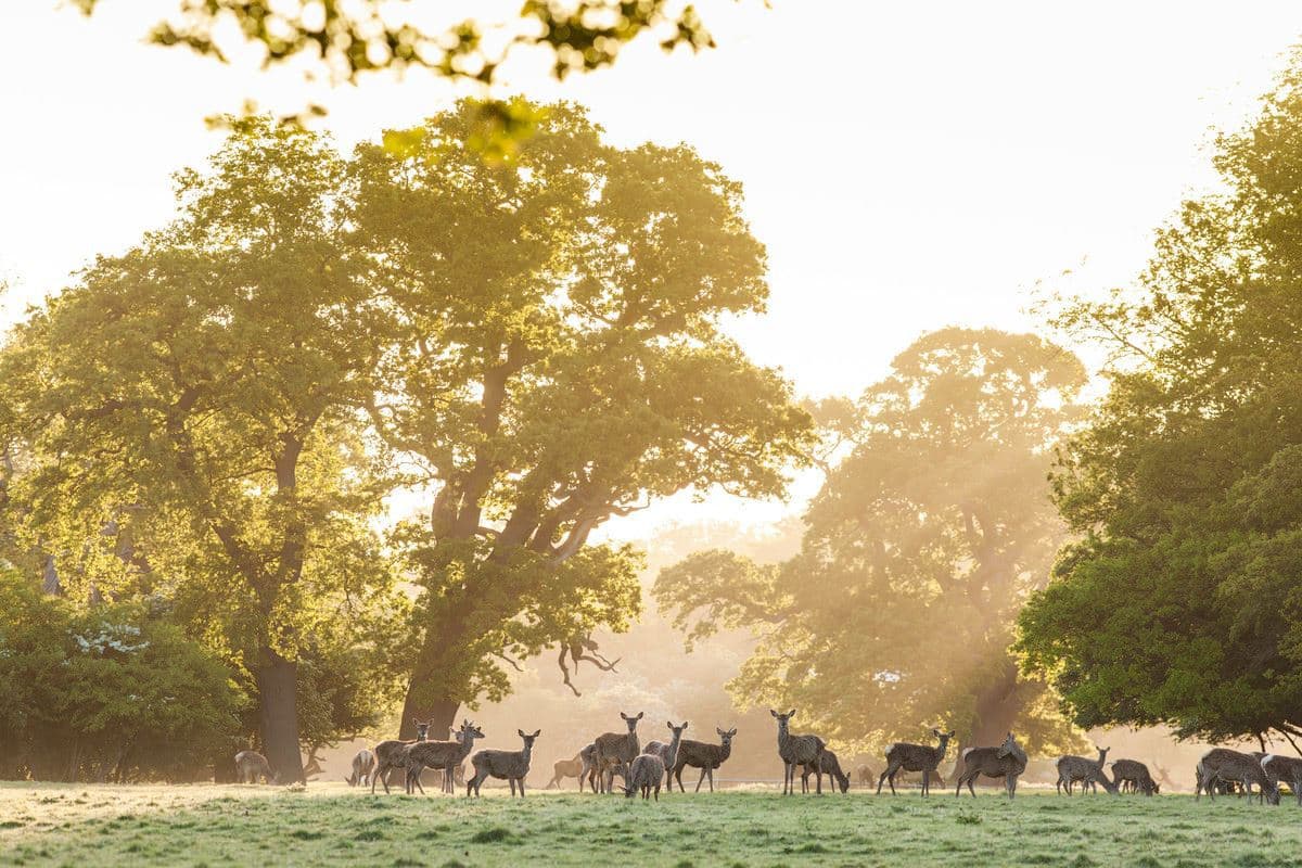 Windsor Great Park - Photo