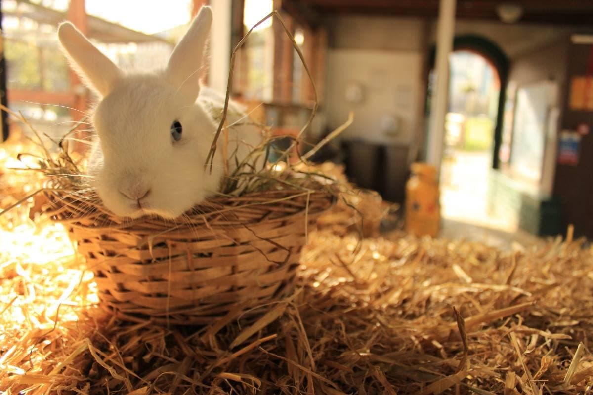 Vauxhall City Farm